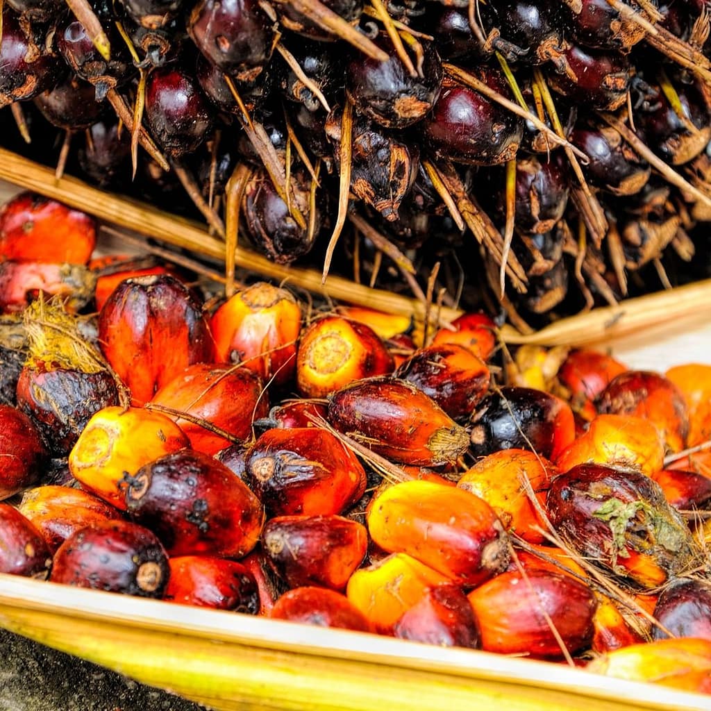 olio di palma fa male