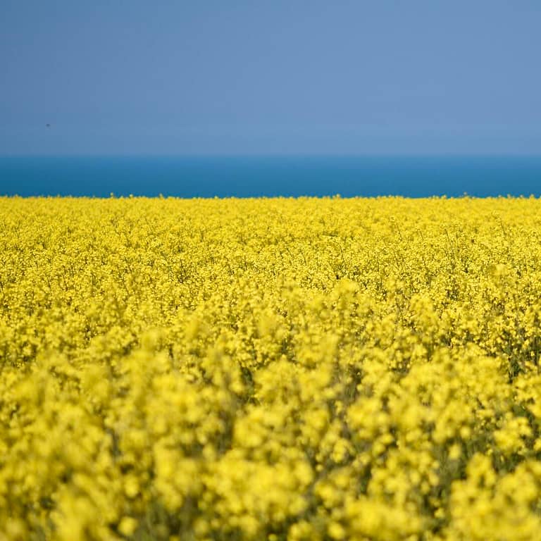 Olio di colza fa male alla salute?