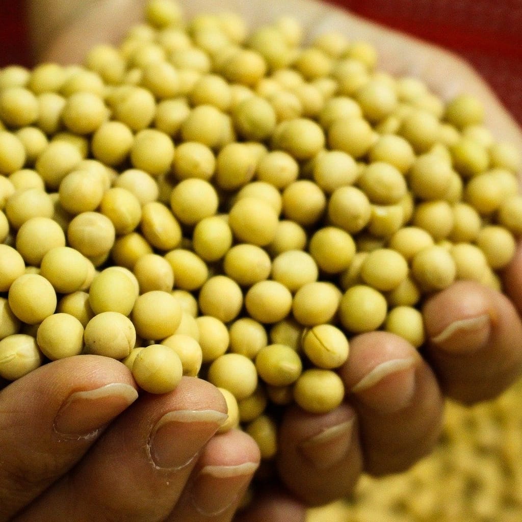 proteine vegetali quali sono