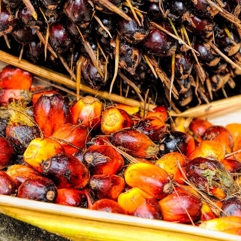 Tutta la verità sull’olio di palma: fa male alla nostra salute?